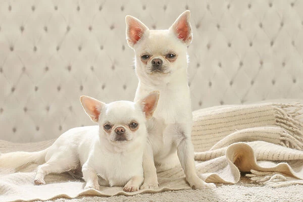Chihuahua dogs indoors Date