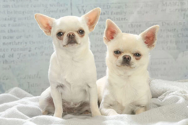 Chihuahua dogs indoors Date