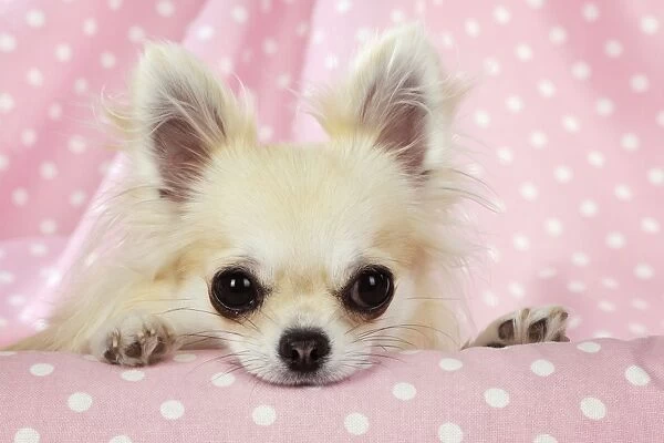 Chihuahua Dog