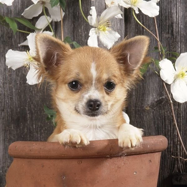 Chihuahua Dog - in flowerpot