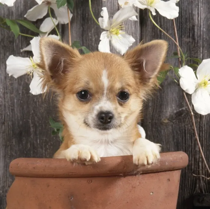 Framed Print : Chihuahua Dog - in flowerpot Framed Print : Chihuahua Dog - in flowerpot