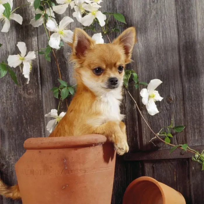 Framed Print : Chihuahua Dog - in flowerpot Framed Print : Chihuahua Dog - in flowerpot