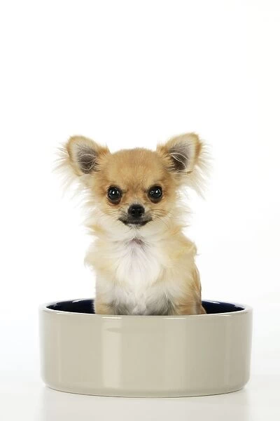 Chihuahua Dog - sitting in large dog bowl