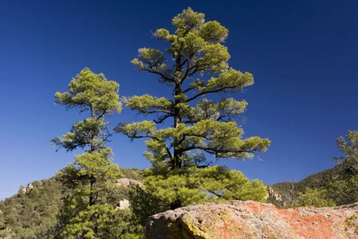 Framed Print : The Chihuahua Pine Pinus leiophylla var. chihuahuana with red volcanic rock, South Creek Canyon. Arizona Framed Print : The Chihuahua Pine Pinus leiophylla var. chihuahuana with red volcanic rock, South Creek Canyon. Arizona