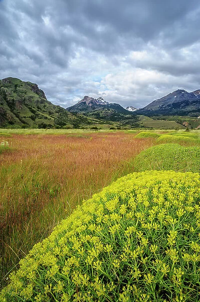 Chile, Aysen, Patagonia National Park, Valle Chacabuco. Landscape view with spiny Neneo plants in the foreground. Date: 24-12-2012