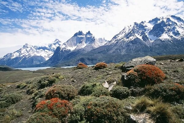 Chile Scenic view, Torres de Paine National Park. Plants in foreground: Anarthrophillum