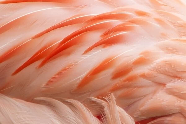 Chilean Flamingo - abstract