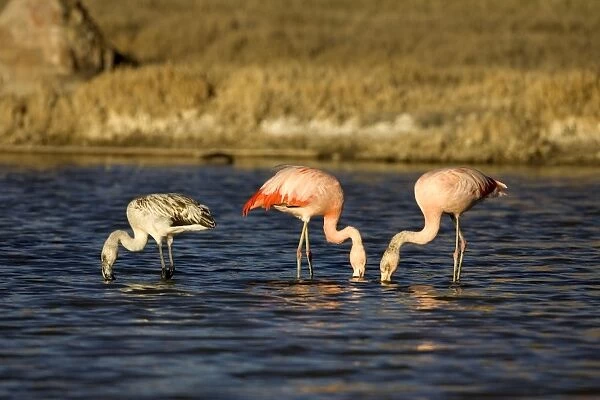 Chilean Flamingo - Adults and immature (left). South America. Photographed in Santa Cruz Province, Patagonia, Argentina