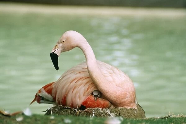 Chilean Flamingo & chick