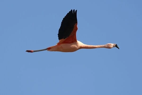 Chilean Flamingo - in flight. Magallanes Peninsula - Patagonia - Argentina