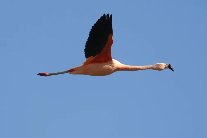 Framed Print : Chilean Flamingo - in flight. Magallanes Peninsula - Patagonia - Argentina Framed Print : Chilean Flamingo - in flight. Magallanes Peninsula - Patagonia - Argentina