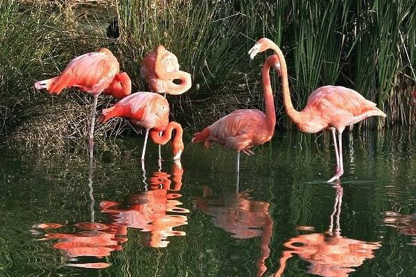 Chilean Flamingo - group in water