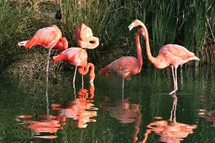 Framed Print : Chilean Flamingo - group in water Framed Print : Chilean Flamingo - group in water