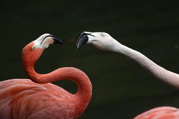 Chilean Flamingo (Phoenicopterus ruber chilensis) and Greater Flamingo - squabbling over food, Lower Saxony, Germany