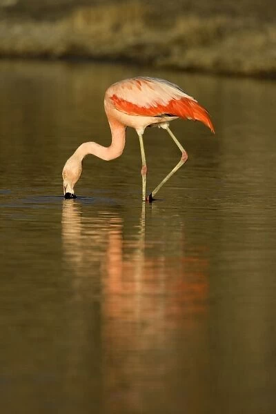 Chilean Flamingo South America. Photographed in Santa Cruz Province, Patagonia, Argentina