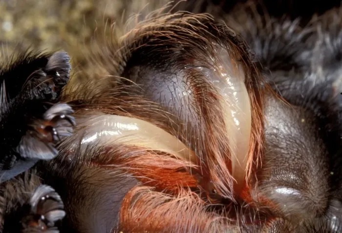 Framed Print : Chilean Rose Birdeating Tarantula Spider PPG 1445 Moulting c / u Grammostola roseus Formaely: Prixotrichus spatulata roseus © Pascal Goetgheluck / ARDEA LONDON Framed Print : Chilean Rose Birdeating Tarantula Spider PPG 1445 Moulting c / u Grammostola roseus Formaely: Prixotrichus spatulata roseus © Pascal Goetgheluck / ARDEA LONDON