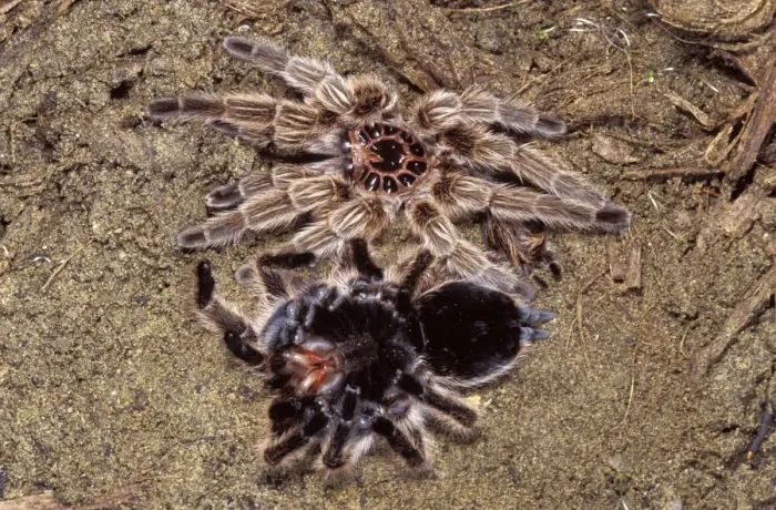 Framed Print : Chilean Rose Tarantula - leaving its moulting. formerly Phrixotrichus spatulata / roseus Framed Print : Chilean Rose Tarantula - leaving its moulting. formerly Phrixotrichus spatulata / roseus