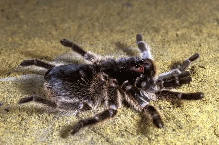 Framed Print : Chilean Rose Tarantula -preparing itself to leave its moulting. formerly Phrixotrichus spatulata / roseus Framed Print : Chilean Rose Tarantula -preparing itself to leave its moulting. formerly Phrixotrichus spatulata / roseus