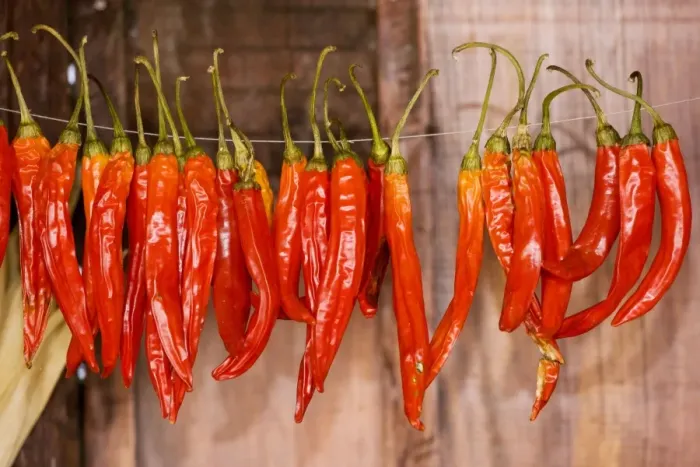 Framed Print : Chilli Peppers collected for drying in barn at Crit, saxon village, Transylvania, Romania Framed Print : Chilli Peppers collected for drying in barn at Crit, saxon village, Transylvania, Romania