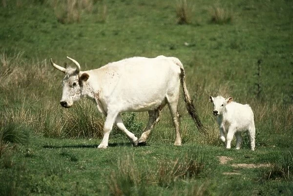 Chillingham White Cattle Northumberland, UK