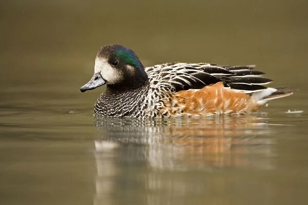 Chiloe Wigeon (Male) Portrait on the water South America