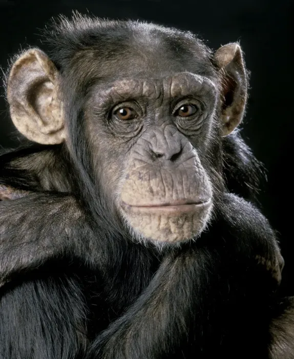 Framed Print : Chimpanzee Framed Print : Chimpanzee