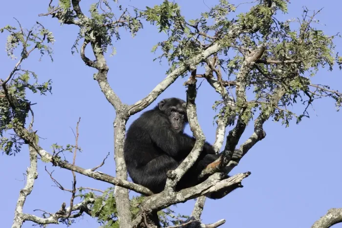 Framed Print : Chimpanzee Framed Print : Chimpanzee