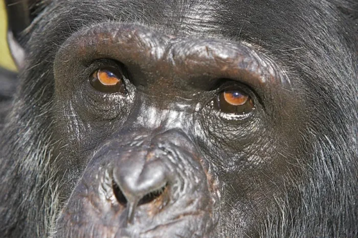 Framed Print : Chimpanzee Framed Print : Chimpanzee