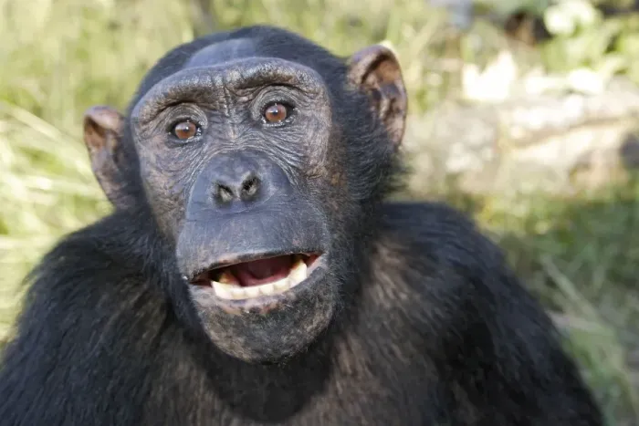 Framed Print : Chimpanzee Framed Print : Chimpanzee