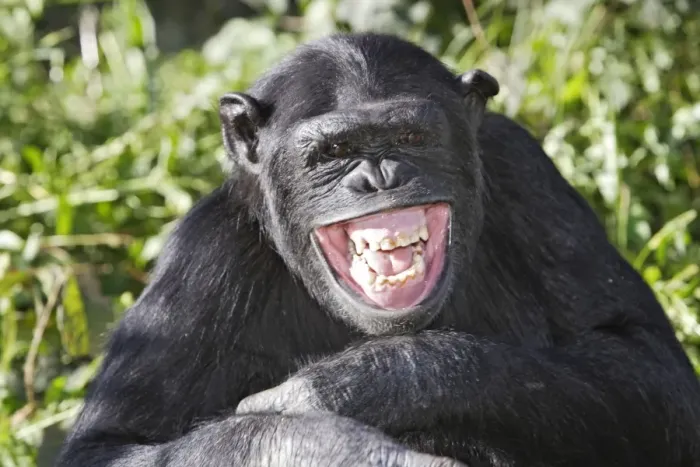 Framed Print : Chimpanzee Framed Print : Chimpanzee
