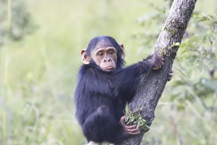 Framed Print : Chimpanzee Framed Print : Chimpanzee