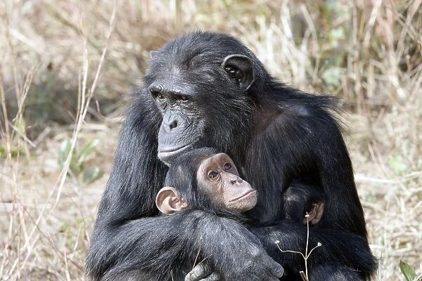 Chimpanzee - adult cuddling baby. Chimfunshi Chimp Reserve - Zambia - Africa