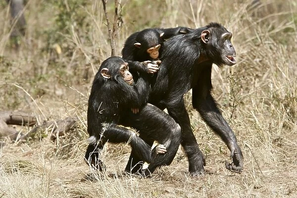 Chimpanzee - adult giving piggy-back to young, sibling jealousy. Chimfunshi Chimp Reserve - Zambia - Africa