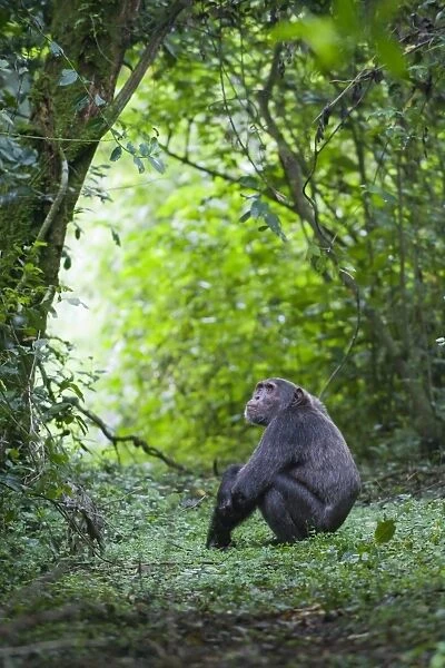 Chimpanzee - adult male resting on forest trail - tropical forest - Western Uganda - Africa