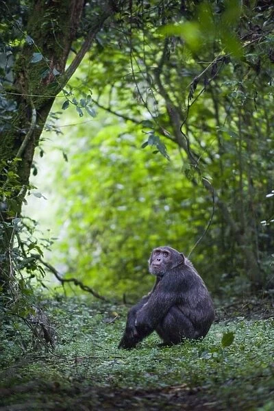 Chimpanzee - adult male resting on forest trail - tropical forest - Western Uganda - Africa