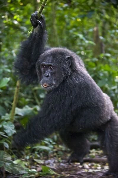 Chimpanzee - adult male showing dominance display - tropical forest - Western Uganda - Africa