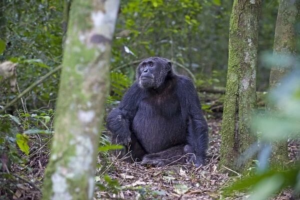 Chimpanzee - adult male - tropical forest - Western Uganda - Africa