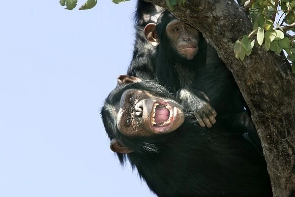 Chimpanzee - adult, with mouth open in tree with baby. Chimfunshi Chimp Reserve - Zambia - Africa