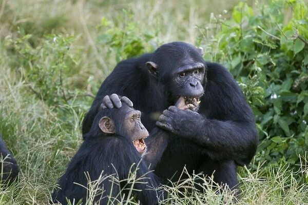 Chimpanzee - adult playing with juvenile - Ngamba Island Chimpanzee Sanctuary