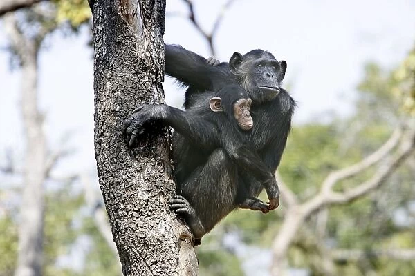 Chimpanzee - adult with young in arms in tree. Chimfunshi Chimp Reserve - Zambia - Africa