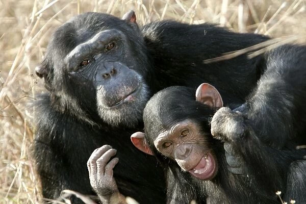 Chimpanzee - adult and young. Chimfunshi Chimp Reserve - Zambia - Africa