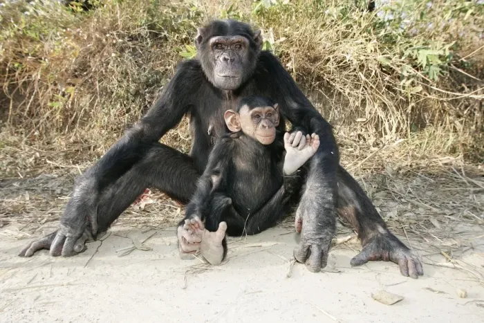 Framed Print : Chimpanzee - adult with young. Chimfunshi Chimp Reserve - Zambia - Africa Framed Print : Chimpanzee - adult with young. Chimfunshi Chimp Reserve - Zambia - Africa