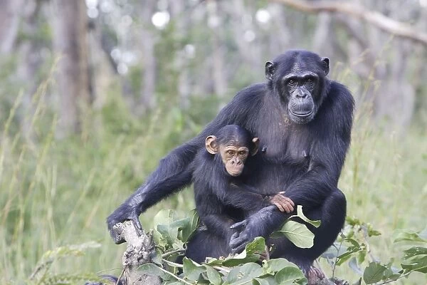 Chimpanzee - adult & young Chimfushi Zambia Africa