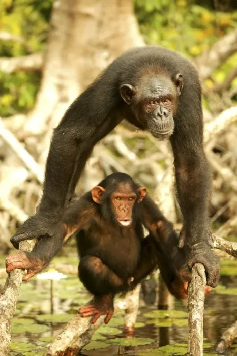 Framed Print : Chimpanzee Adult and young Concuati, Congo, Central Africa Framed Print : Chimpanzee Adult and young Concuati, Congo, Central Africa