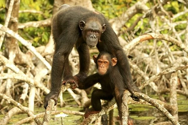 Chimpanzee Adult and young standing up on branches Concuati, Congo, Central Africa