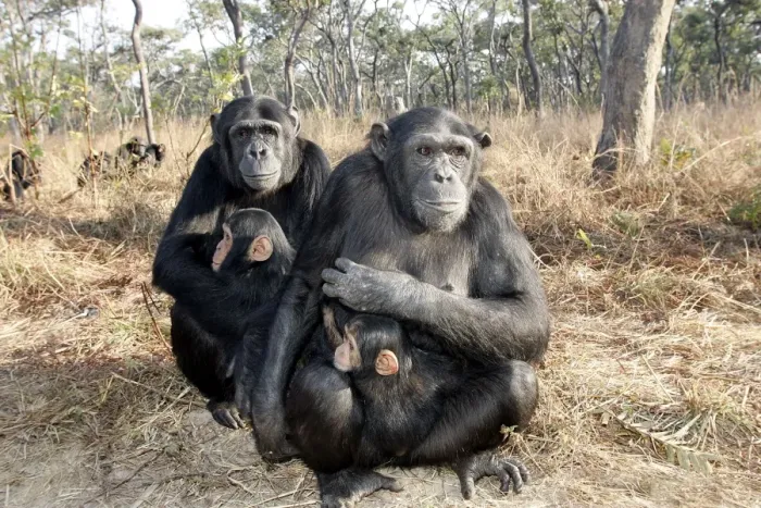 Framed Print : Chimpanzee - two adults with young in arms. Chimfunshi Chimp Reserve - Zambia - Africa Framed Print : Chimpanzee - two adults with young in arms. Chimfunshi Chimp Reserve - Zambia - Africa