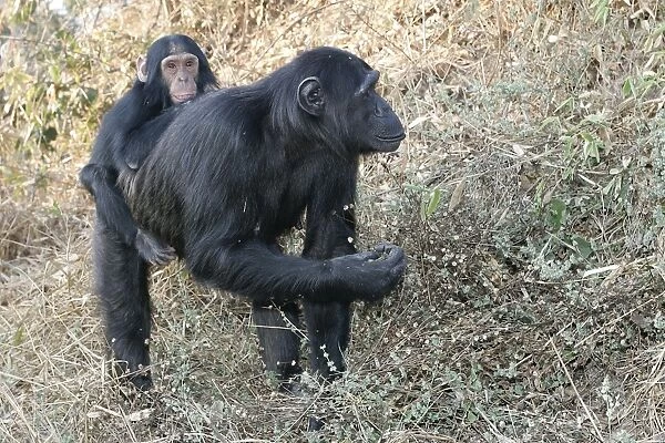 Chimpanzee - adults with young on back. Chimfunshi Chimp Reserve - Zambia - Africa