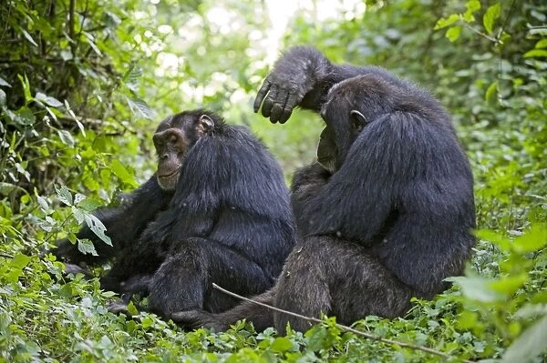 Chimpanzee - alpha male and brother self grooming - tropical forest - Western Uganda - Africa