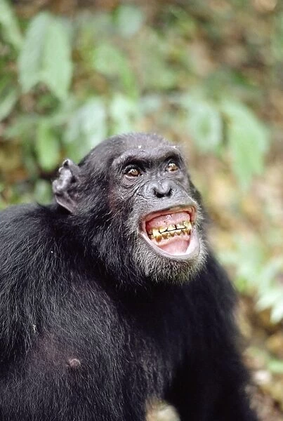 Chimpanzee AW 4935 “Gigi” excited by Colobus hunt, Gombe, Tanzania, Africa. Pan troglodytes © Adrian Warren  /  ardea. com