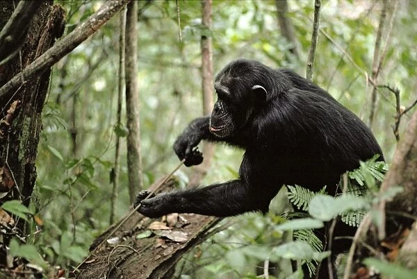 Chimpanzee AW 5243 “Prof” Fishing for Safari Ants, Gombe, Tanzania, Africa. Pan trogiodytes © Adrain Warren  /  ardea. com